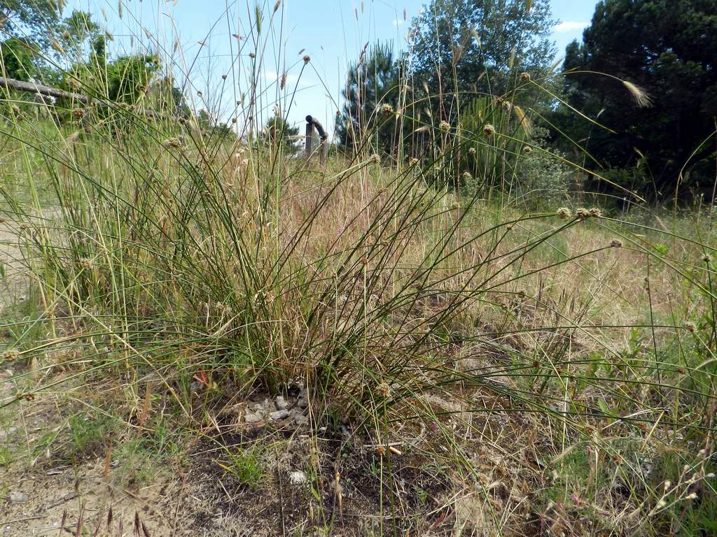 Cyperaceae sp. da identificare